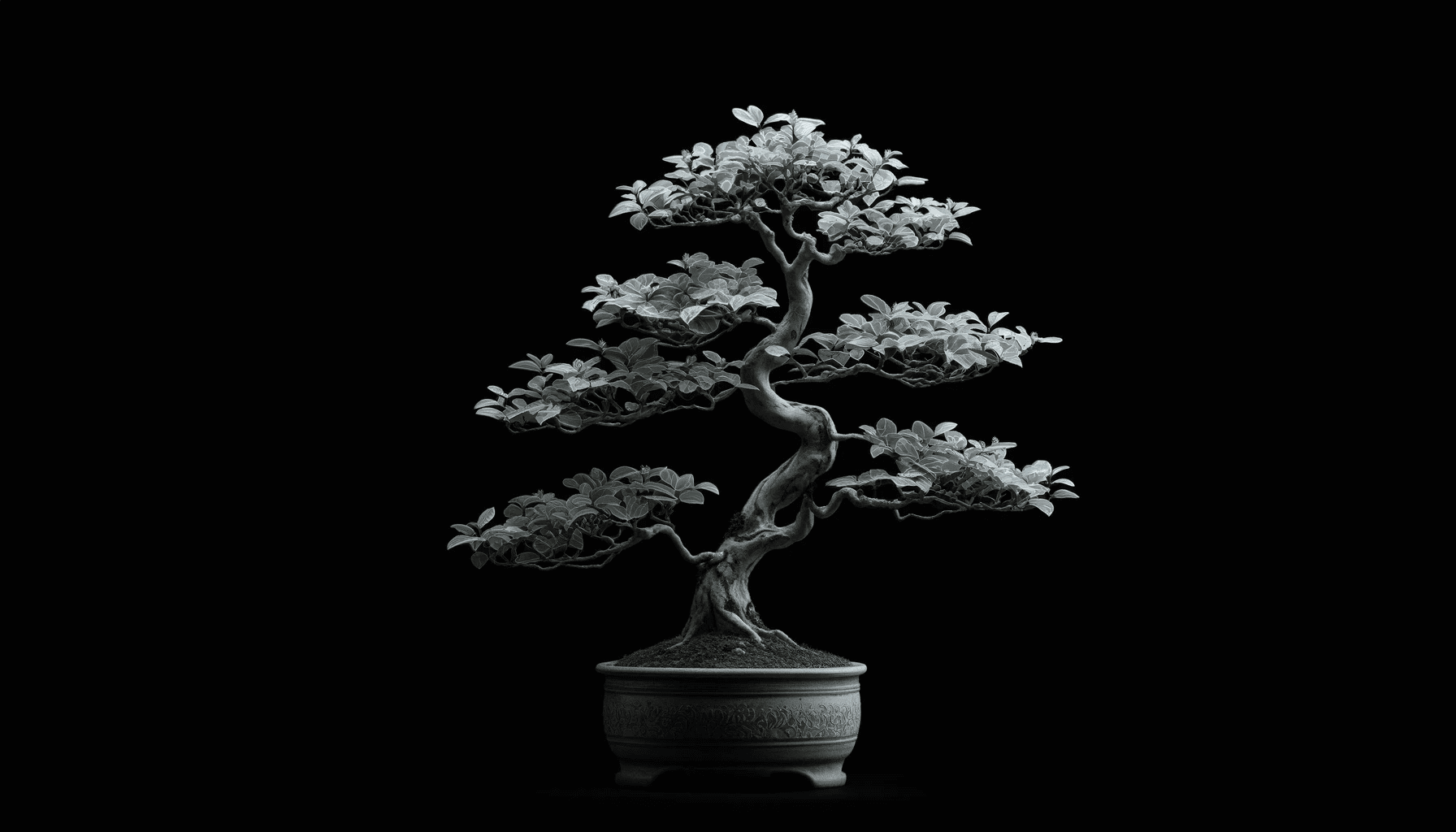 Bonsai