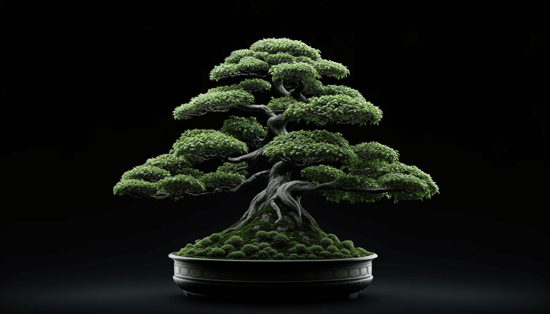 Bonsai 2