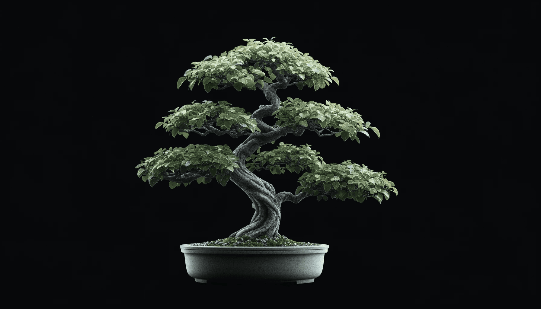Bonsai 3